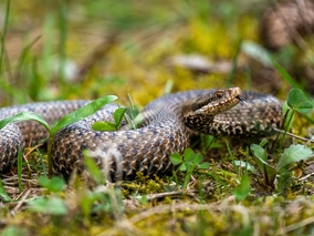 Miniatura: Plaga niebezpiecznych węży w&nbsp;Chorwacji